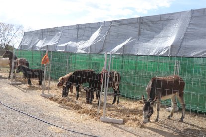 Hay un espacio para ubicar a los animales.