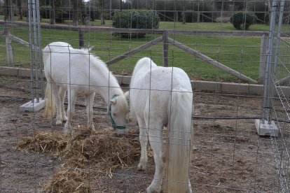 El mundo animal presente en Tarambana.