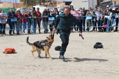 La exhibición de adiestramiento canino.