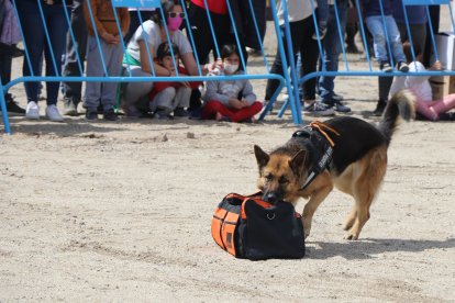 El canino, mostrando sus destrezas.