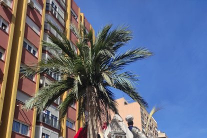 La palmera de la Borriquita avanza hacia la nueva carrera oficial