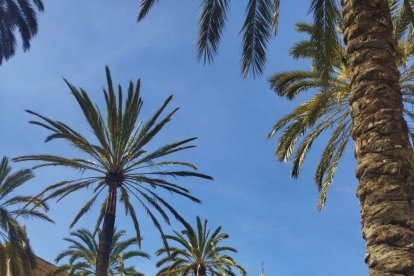 La Borriquita, ante la puerta del primer templo de la Diócesis