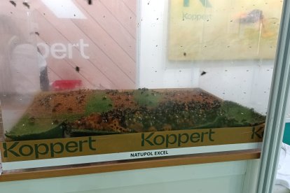 El expositor de Koppert.
