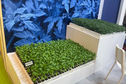 Plantas ecológicas.