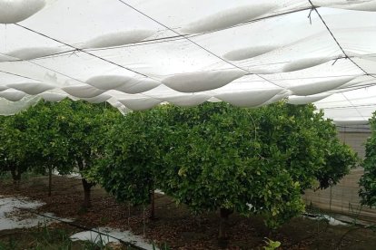 Granizo acumulado en un invernadero de Roquetas de Mar.