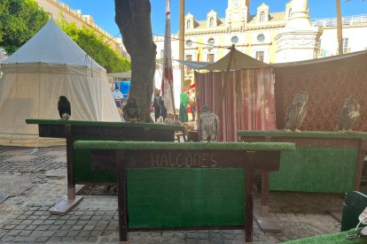 La cetrería presente.