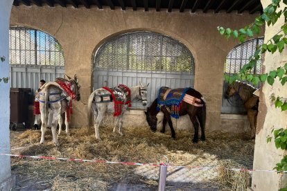 Animales en la plaza vieja.
