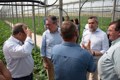 Juan Espadas visita un invernadero en El Ejido.