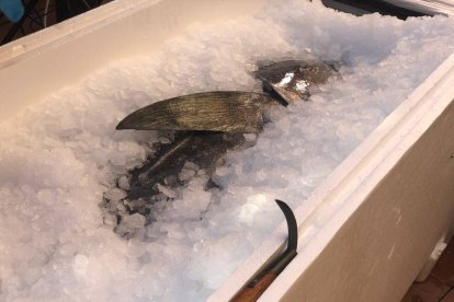 Una pesca sostenible.