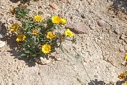 Flores que se han plantado en la intervención realizada