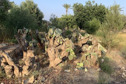 Vegetación sin mantenimiento.