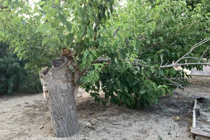 Imagen de árbol partido.