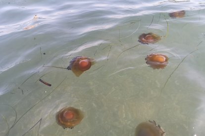 La Cotylorhiza tuberculata puede alimentarse de plancton.