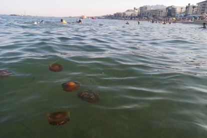 Son naturales del mar mediterráneo, aunque no es habitual verlas en las playas del Levante Almeriense.