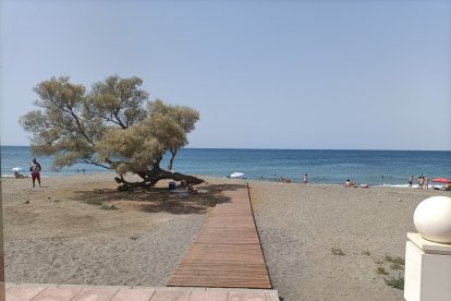 A la sombra del taray que ha conseguido salvarse con la obra