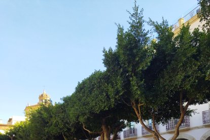 Cola en la Plaza Vieja para hacerse con uno de los símbolos de la Navidad.
