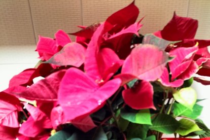 Pascueros con los que el Foro Cultural 3 Taurinos 3 felicita las navidades a amigos y colaboradores.