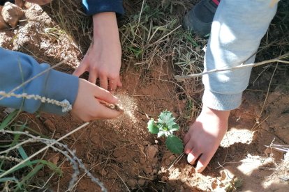 Semillas ya germinadas de La Peana de Serón.