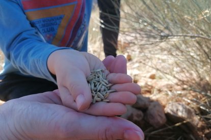 Semillas de avena para nutrir el suelo.