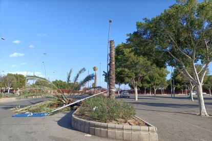 Una palmera rota por el viento en la zona del estadio.