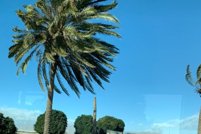 Palmera destrozada por el fuerte viento.