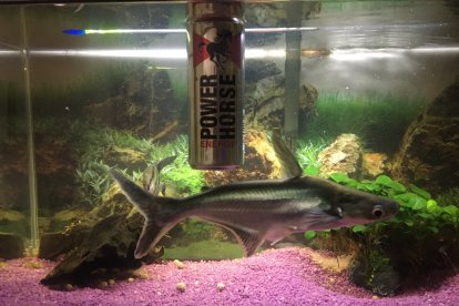 Lidia Capel Rodríguez