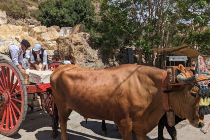 Las carretas tiradas por bueyes era el transporte para los bloques de mármol.