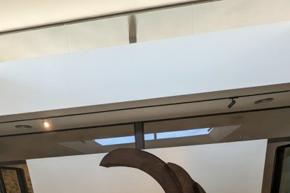 Un Nautilo, cefalópodo.