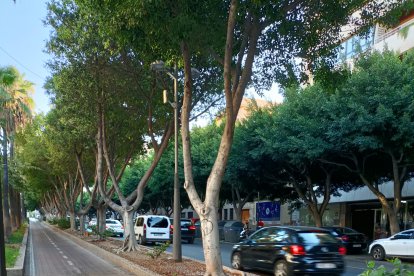 Carril bici lleno de suciedad y desde el que se ve la jardinera exterior de más difícil mantenimiento