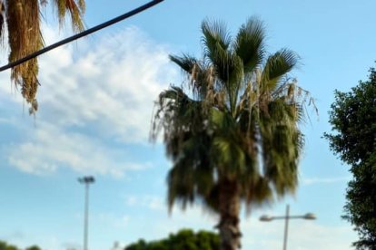 Actividades preferia para los más pequeños con concurso de dibujo.