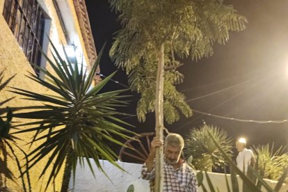 Colocando el árbol que plantó y crio Carlos \'El Australiano\' sobre sus cenizas 