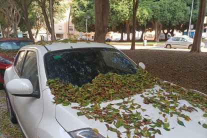 Así amanecían los vehículos aparcados junto al parque de San Miguel.