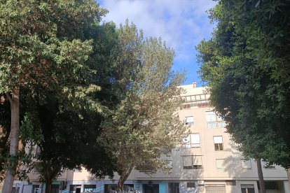 Muchos ficus están perdiendo frondosidad con rapidez en los últimos días en diferentes zonas de la ciudad.