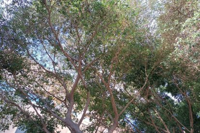 Muchos ficus están perdiendo frondosidad con rapidez en los últimos días en diferentes zonas de la ciudad.