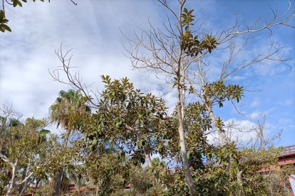 Muchos ficus están perdiendo frondosidad con rapidez en los últimos días en diferentes zonas de la ciudad.