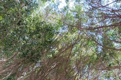 Muchos ficus están perdiendo frondosidad con rapidez en los últimos días en diferentes zonas de la ciudad.