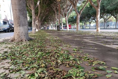 Avenida del Mediterráneo.