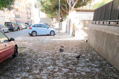 En algunas aceras la humedad y la hojarasca han creado un riesgo para los ciudadanos, ya que se ha formado una capa resbaladiza.