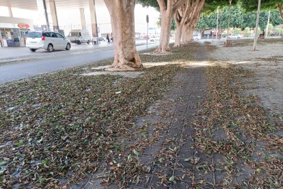 Las hojas caídas tapan parte del carril bici.