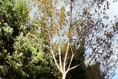 Una rama caída en la Rambla por el fuerte viento a la altura del Colombia.