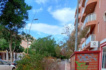Arboles partidos en la vía de servicio de la Avenida del Mediterráneo.
