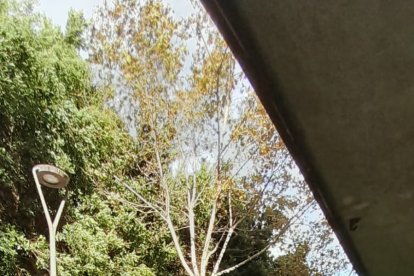 Una rama caída en la Rambla por el fuerte viento a la altura del Colombia.