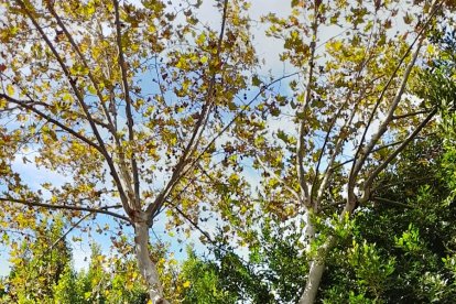 Una rama caída en la Rambla por el fuerte viento a la altura del Colombia.