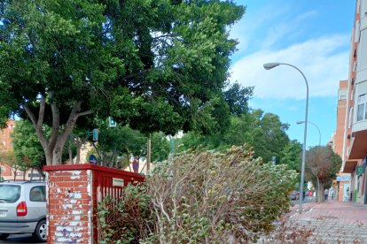 Arboles partidos en la vía de servicio de la Avenida del Mediterráneo.