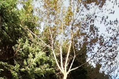 Una rama caída en la Rambla por el fuerte viento a la altura del Colombia.