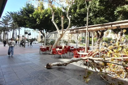 Una rama caída en la Rambla por el fuerte viento a la altura del Colombia.