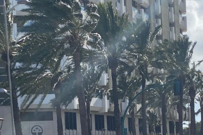 Una palmera caída en la Ribera de las Almadrabillas ha herido a una mujer en una pierna.
