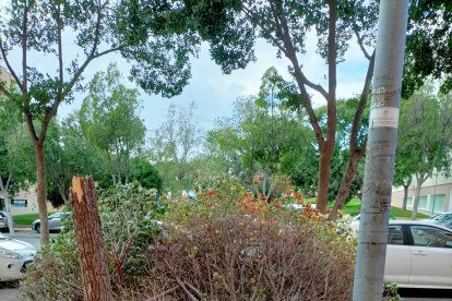 Arboles partidos en la vía de servicio de la Avenida del Mediterráneo.
