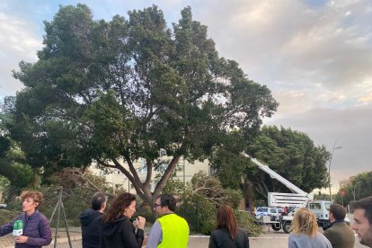Un árbol caído en la Avenida del Mediterráneo ha dejado una persona herida.