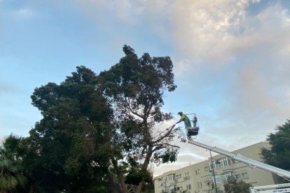 Retirando las ramas del árbol afectado por el viento en la Avenida del Mediterráneo.